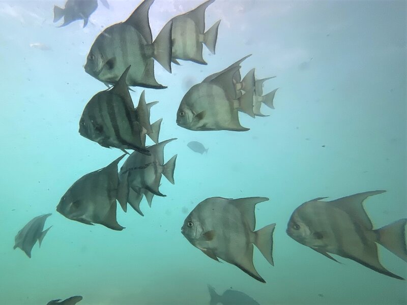 10-29-22 Spadefish in the Haze.jpeg