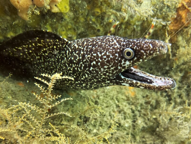 10-29-22 Spotted Moray.jpeg