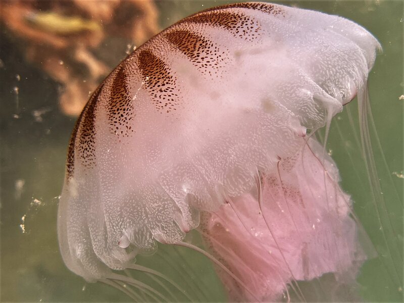 10-31-22 Atlantic Sea Nettle4.jpeg