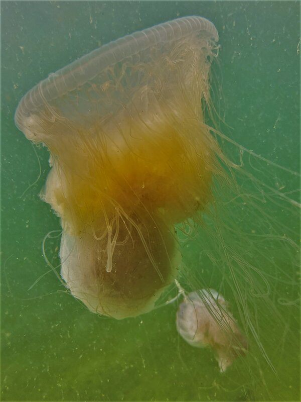 10-31-22 Jellyfish Engtanglement.jpeg