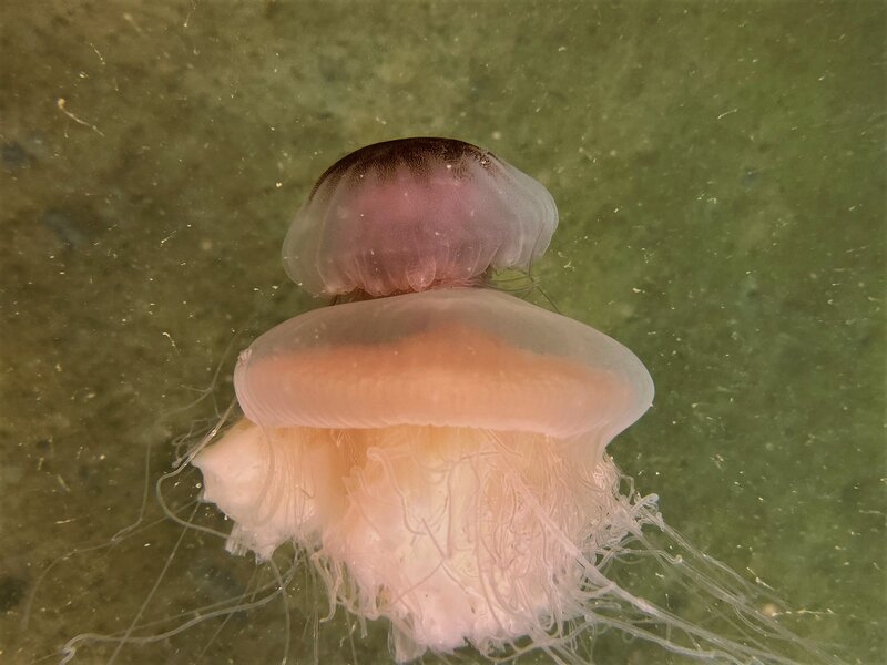 10-31-22 Jellyfish Jellyfish.jpeg