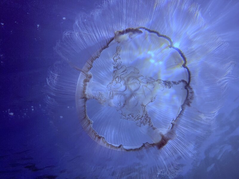 10-31-23 Moon Jelly.jpeg