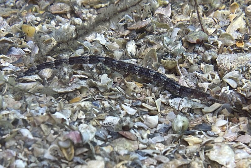 10-31-23 Shortfin Pipefish.jpeg.jpg