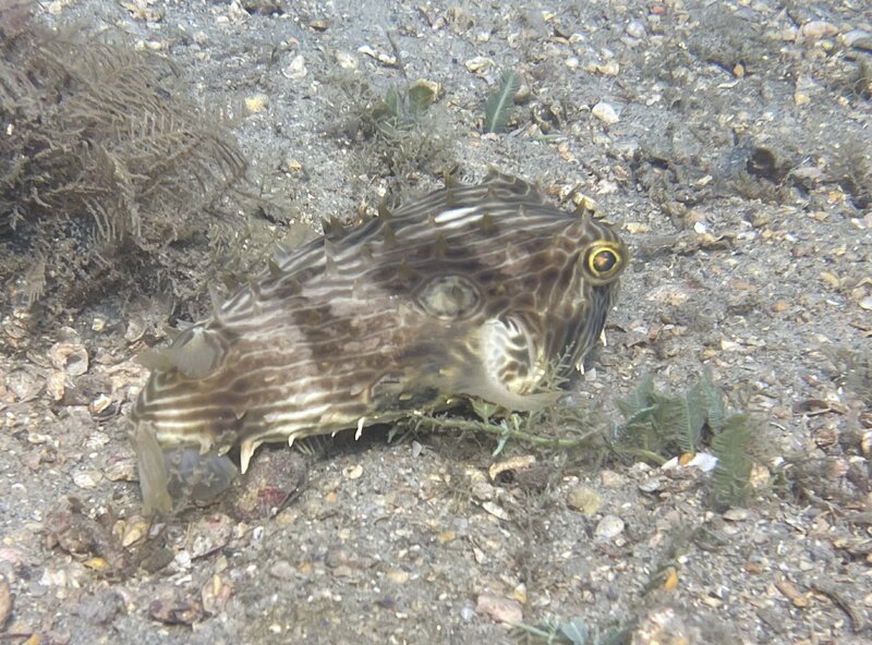 10-31-23 Striped Burrfish.jpeg.jpg