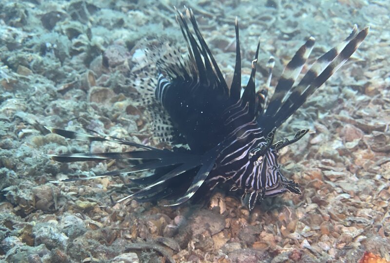 11-01-23 Lionfish - Copy.jpg