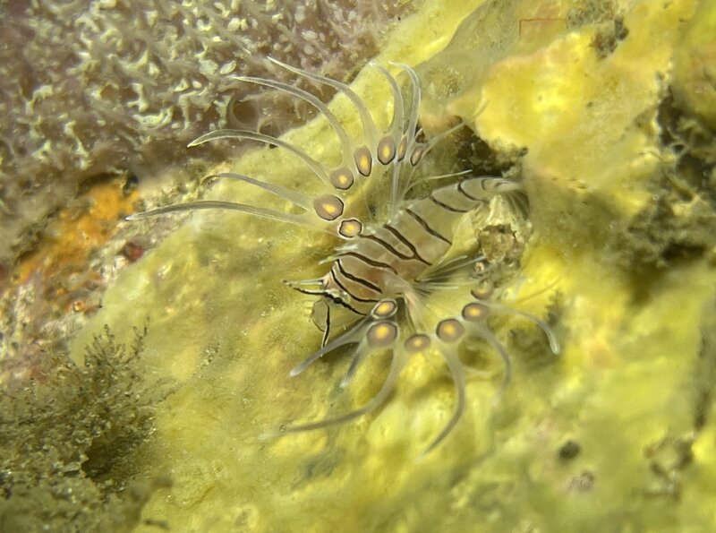 11-01-23 Lionfish1.jpg