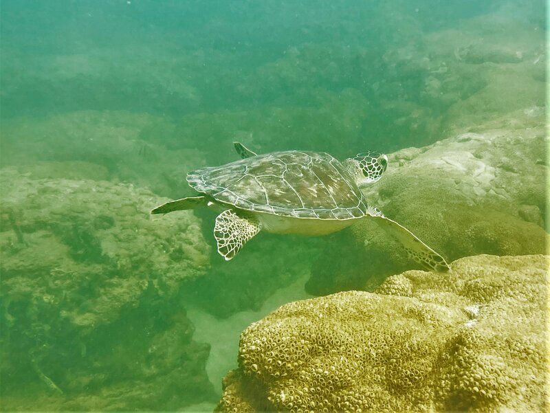 11-03-22 Green Sea Turtle.jpeg