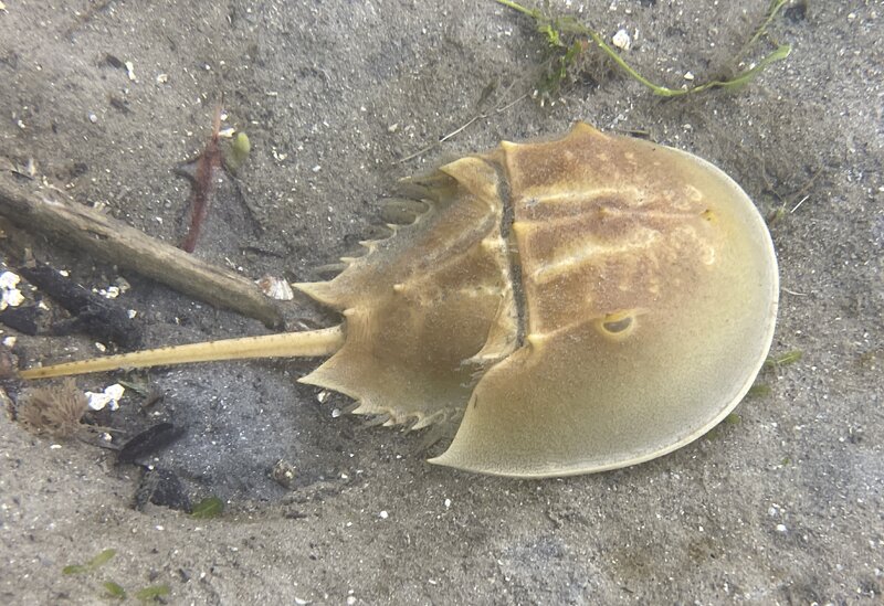 11-13-23 Horseshoe Crab.jpg