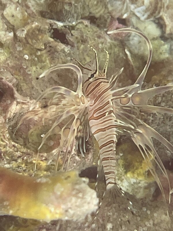 11-13-23 Lionfish.jpg