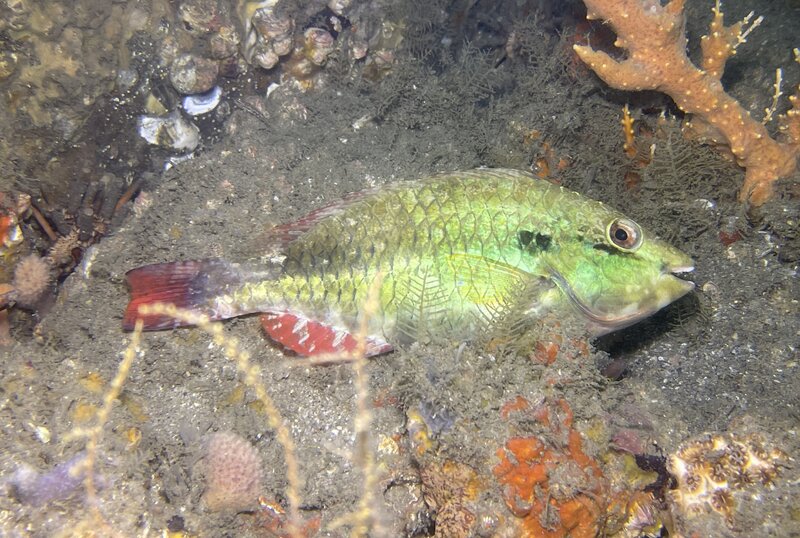 11-13-23 Redband Parrotfish.jpeg