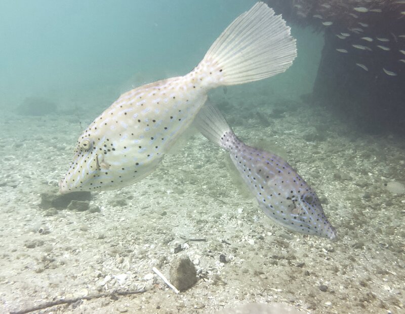 11-13-23 Scrawled Filefish.jpg