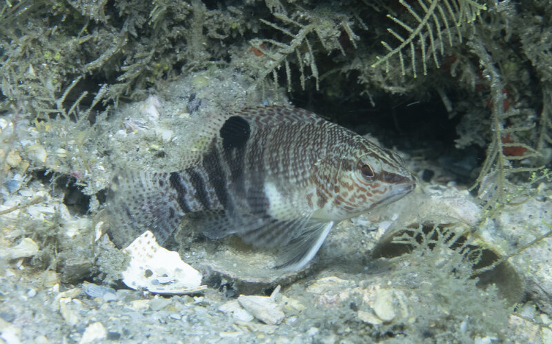 11-19-24 Belted Sandfish.jpg