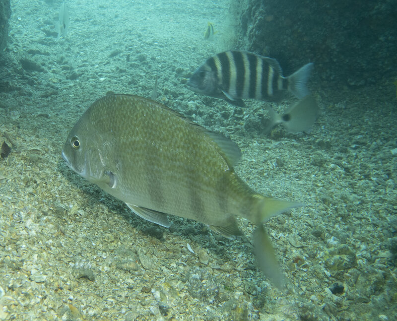 11-19-24 Scup and Sheepshead.jpg