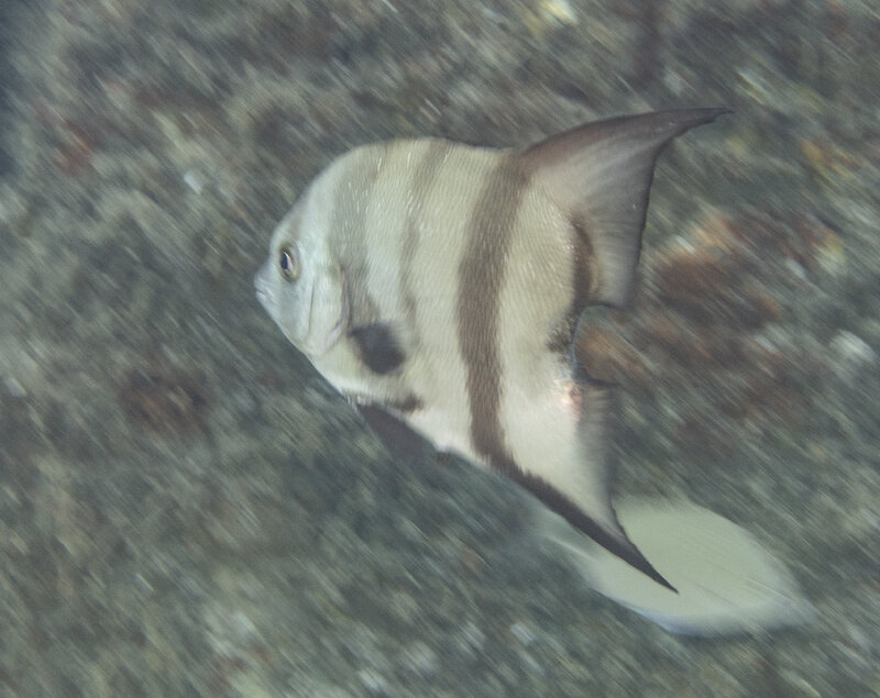 11-19-24 Spadefish.jpg