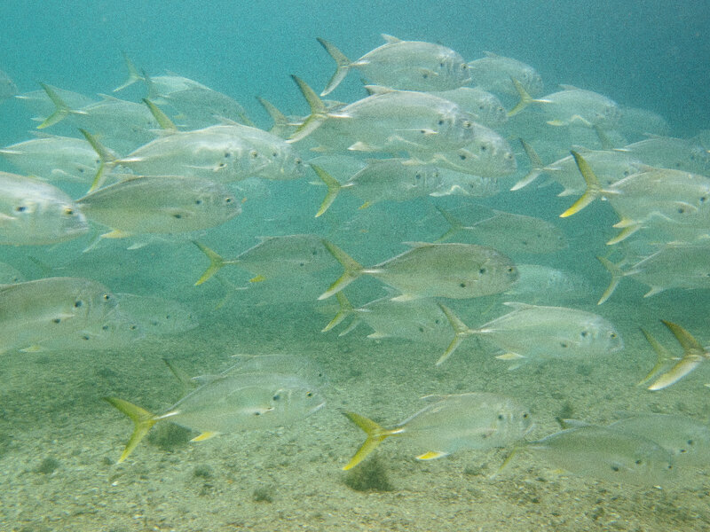 11-20-24 Jack Crevalle_.jpg