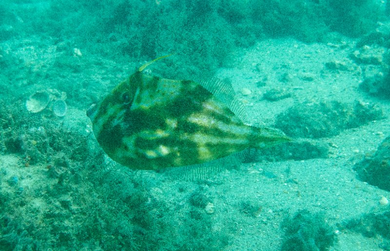 11-21-24 Orange Filefish.jpg