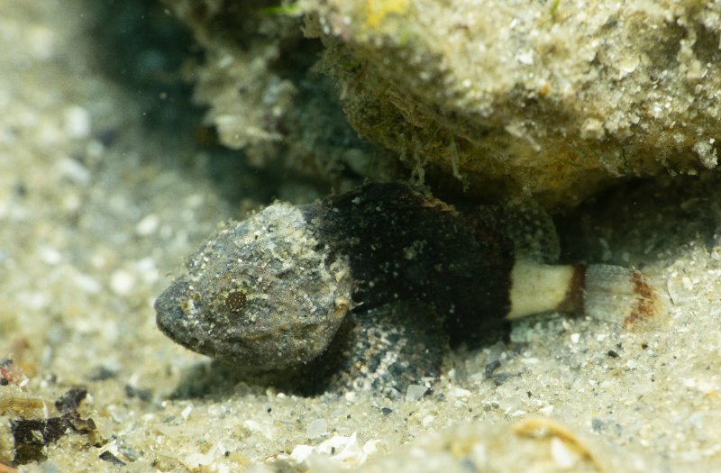 11-21-24 Scorpionfish.jpg