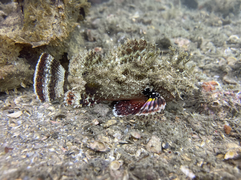 11-22-21 Spotted Scorpionfish.jpg