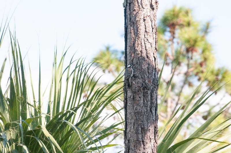 11-25-2024 Red-Cockaded Woodpecker.jpg