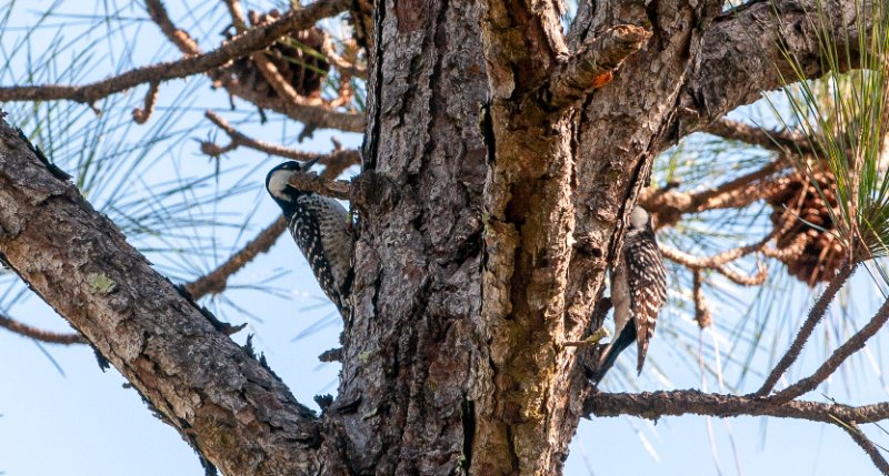 11-25-2024 Red-Cockaded Woodpecker1.jpg