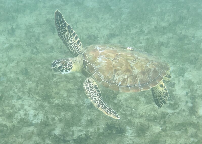11-25-23 Green Sea Turtle 1.jpg