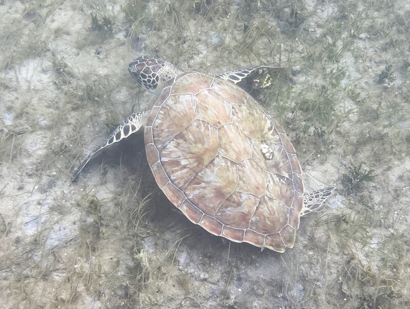 11-25-23 Green Sea Turtle 3.jpg