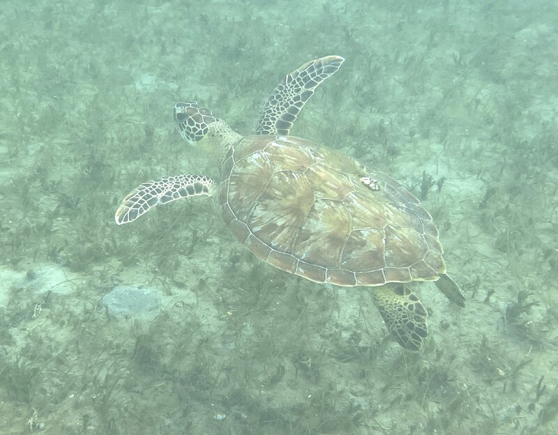 11-25-23 Green Sea Turtle .jpg