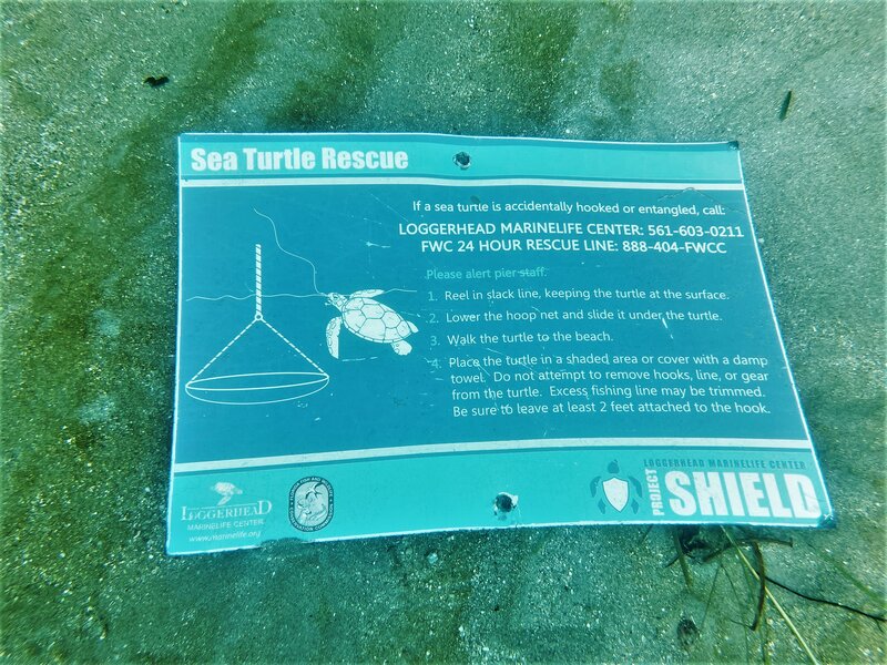 11-26-22 Sea Turtle Sign.jpeg