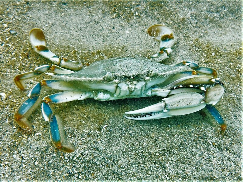 11-27-22 Blue Crab.jpeg 11-27-22 Blue Crab.jpeg