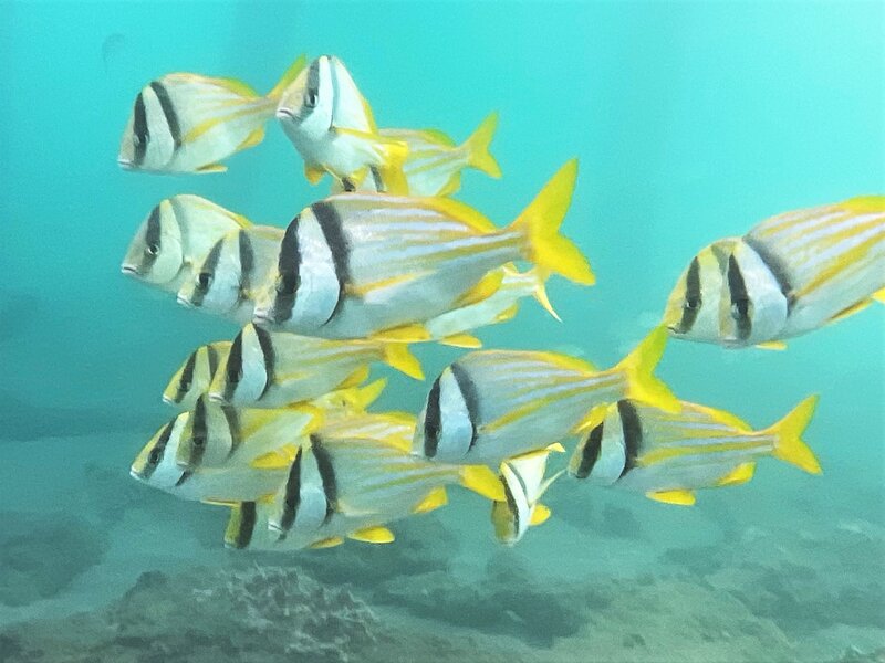 11-27-22 Porkfish Squadron.jpeg 11-27-22 Porkfish Squadron.jpeg