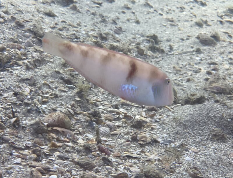 11-27-23 Pearly Razorfish.jpg