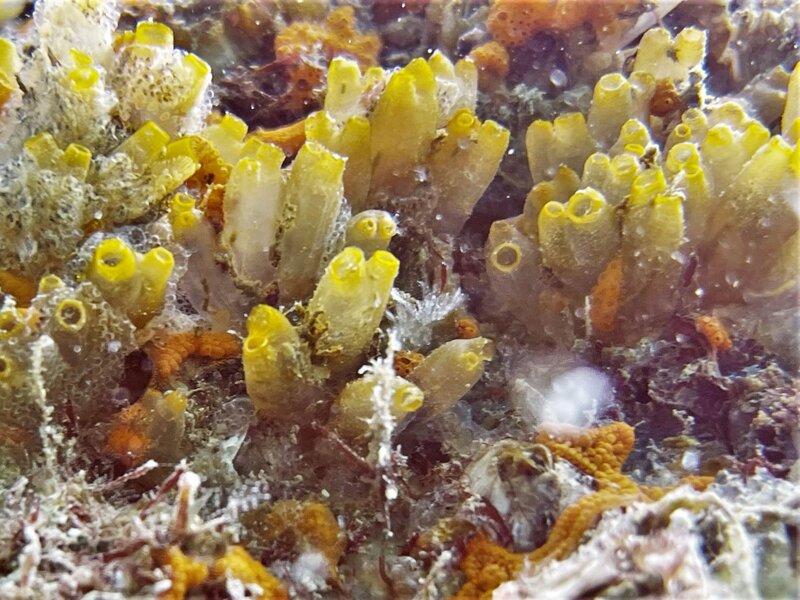 11-28-22 Tunicates.jpeg