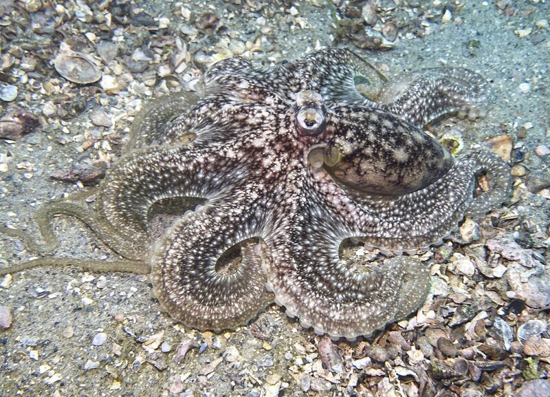 11-29-23 Octopus.jpg