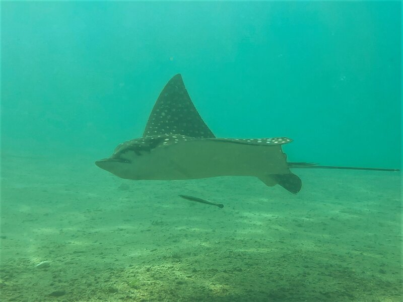 11-30-22 Spotted Eagle Ray.jpeg