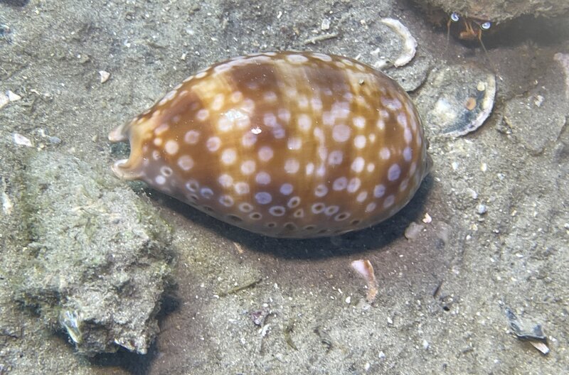11-30-23 Spotted Cowrie.jpg