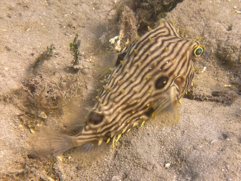 12-01-22 Striped Burrfish.jpeg