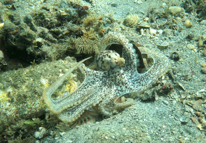 12-04-23 Longarm Octopus.JPG
