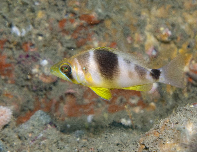 12-05-24 Barred Hamlet.jpg