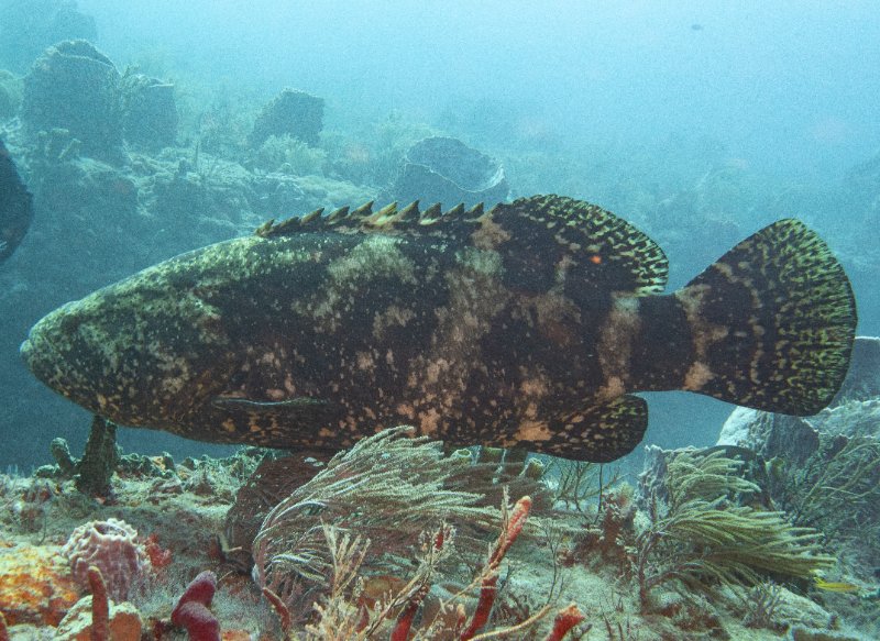 12-06-24 Goliath Grouper.jpg