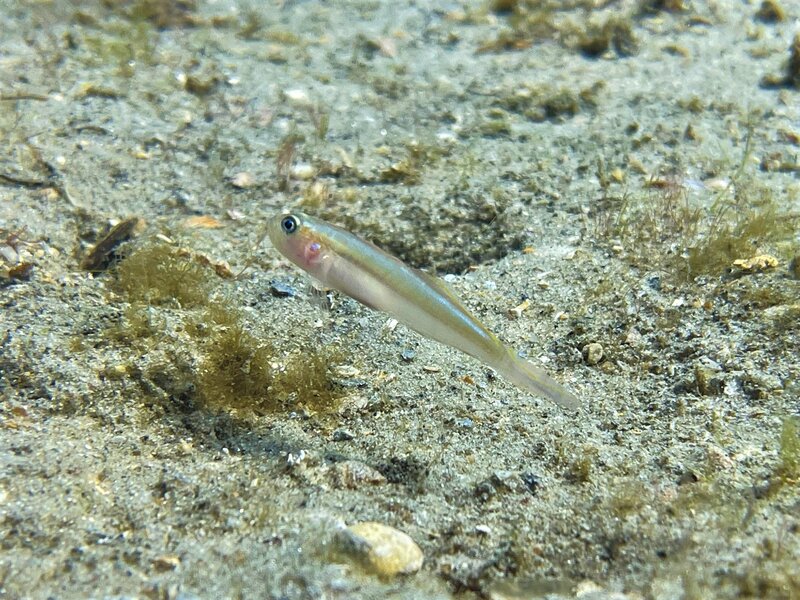 12-08-21 Banner Goby.jpeg