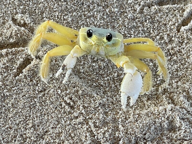 12-08-21 Ghost Crab.jpg