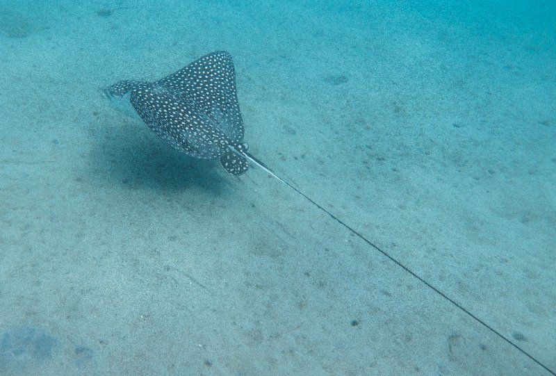 12-08-24 Eagle Ray.jpg