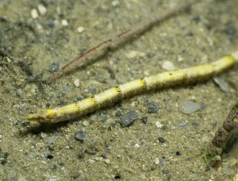 12-08-24 Insular Pipefish.jpg