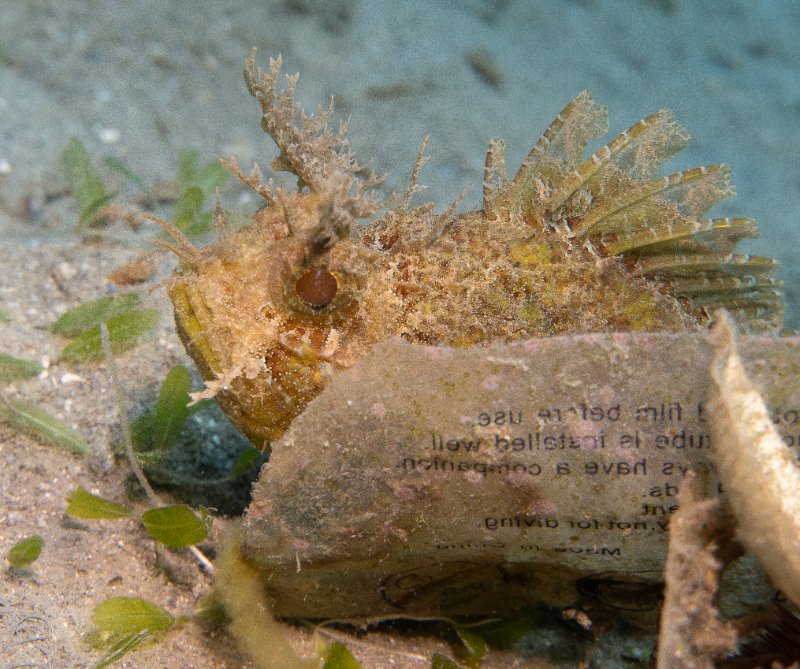 12-08-24 Plumed Scorpionfish.jpg