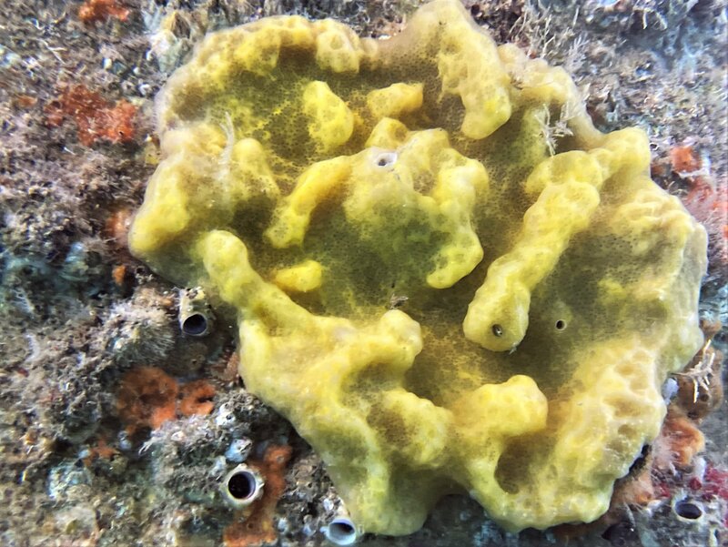 12-09-22 Yellow Sponge2.jpeg