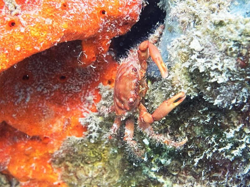 12-12-22 Red Ridged Clinging Crab.jpeg