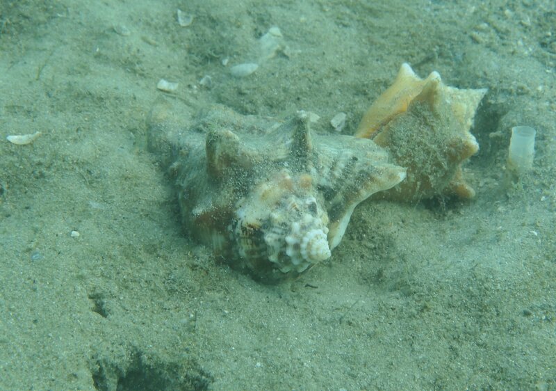 12-19-23 Hawkwing Conch and Fighting Conch.JPG
