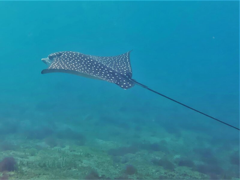 12-23-21 Spotted Eagle Ray.jpeg
