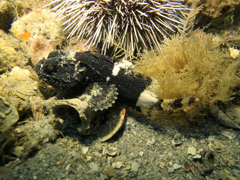 12-27-23 Reef Scorpion.JPG