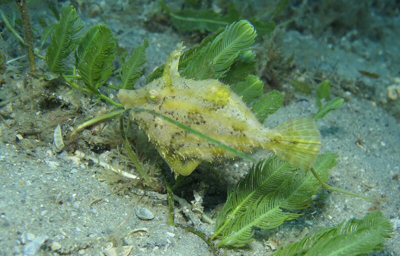 12-29-23 Fringed Filefish.JPG